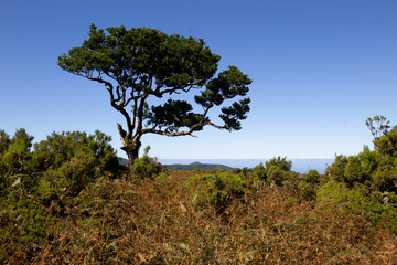 Lorbeerwald, Madeira, Fanal, feenwald