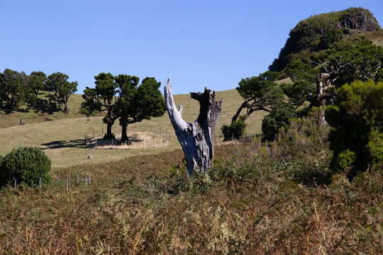 Lorbeerwald, Madeira, Fanal, feenwald