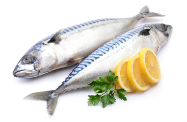 Mackerel fish on white background