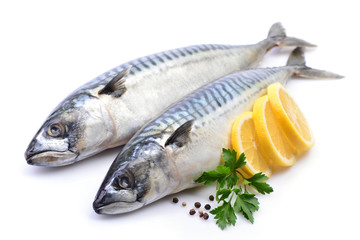 Mackerel fish on white background