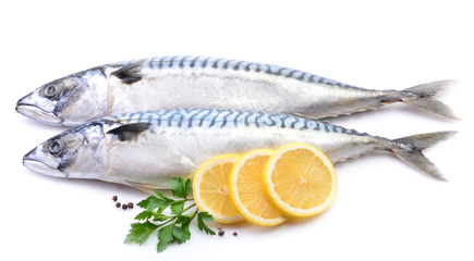 Mackerel fish on white background