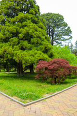 Beautiful view of the Batumi botanical garden, Georgia