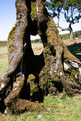 Lorbeerwald, Madeira, Fanal, feenwald
