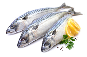 Mackerel fish on white background