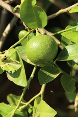 Lemon on the tree in the garden