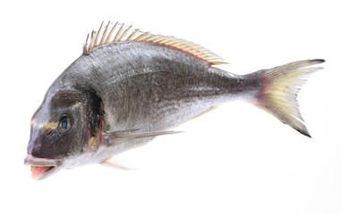Dorado fish on white background