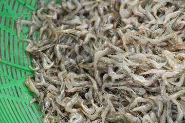 Fresh shrimp for cooking at street food