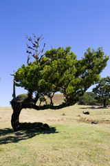 Lorbeerwald, Madeira, Fanal, feenwald
