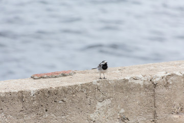 A small bird Wagtail on a concrete fence. River in defocus in the background.