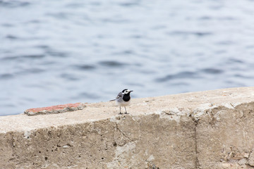 A small bird Wagtail on a concrete fence. River in defocus in the background.