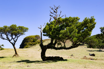 Lorbeerwald, Madeira, Fanal, feenwald