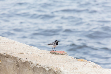 A small bird Wagtail on a concrete fence. River in defocus in the background.