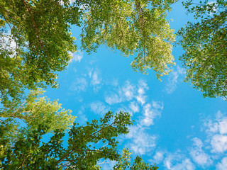 Green foliage of trees against blue sky and clouds. Spring or summer Sunny day.