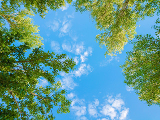 Fototapety  Green foliage of trees against blue sky and clouds. Spring or summer Sunny day.
