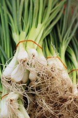 Fresh spring onion in the market