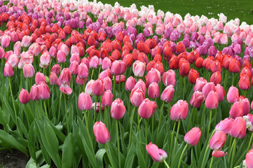 Colorful tulips in spring