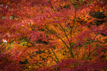 Autumn Komoro