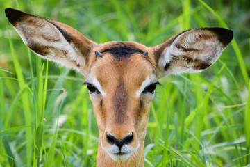 Close up of a juvenile impala with new horns