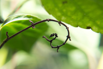 spider on a leaf