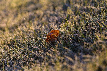 Autumn leaf in the grass covered with hoarfrost