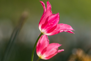 Fr&uuml;hlingsblumen