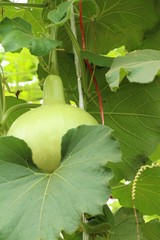 fresh calabash with nature in the garden