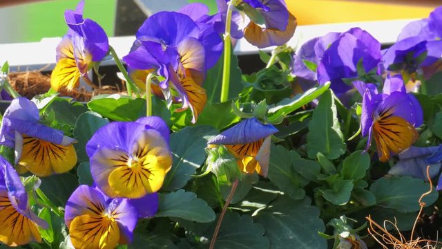 Camera moving to small yellow and blue pansies flowers on a bed