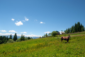 Mountains sky and horse
