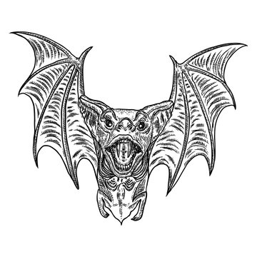 Bat with open wings drawing. Gothic illustration of monsters for the Halloween. Witchcraft magic, occult attributes decorative elements. Drawing of night creatures. Flying vampire. Vector.