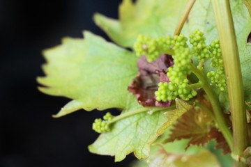 Fresh grapes new sprouting in the vineyard