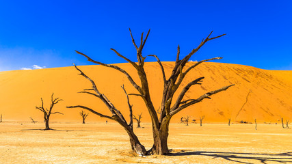 Baum Deadvlei in Namibia
