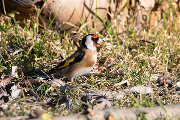 Cardellino