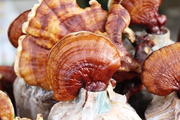 Lingzhi mushroom or Ganoderma lucidum with nature