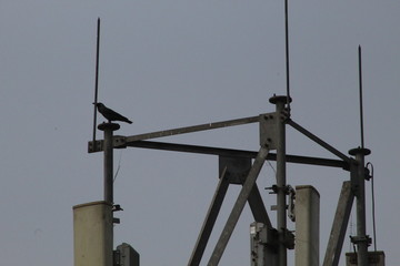 Fototapeta na wymiar Crow sitting on the mobile tower
