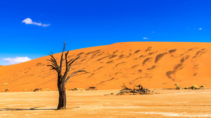 Baum Deadvlei in Namibia