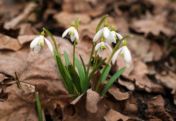 Obraz premium White fresh snowdrops bloom in the forest in spring. Tender spring flowers snowdrops harbingers of warming symbolize the arrival of spring.