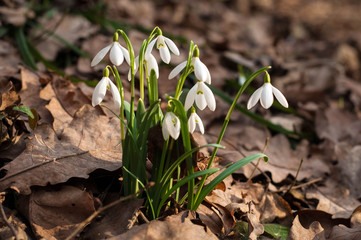White fresh snowdrops bloom in the forest in spring. Tender spring flowers snowdrops harbingers of warming symbolize the arrival of spring.