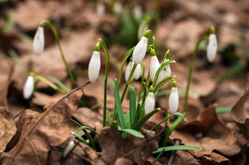 White fresh snowdrops bloom in the forest in spring. Tender spring flowers snowdrops harbingers of warming symbolize the arrival of spring.
