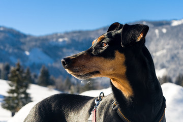 Pinscher