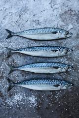 Fresh Mackerel