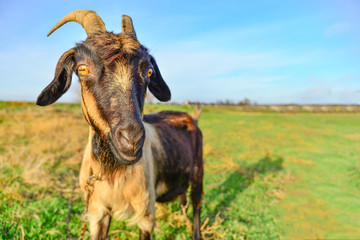 A goat grazes in a meadow and eats green grass.