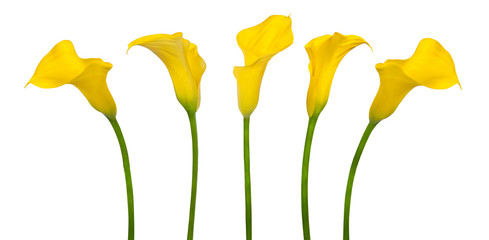 Beautiful yellow flower © tiantan