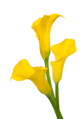 Trio of yellow calla