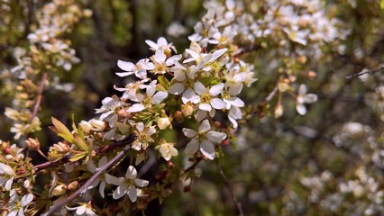 White & Gold Flowers in the Sun