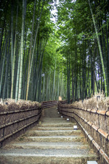 Naklejka premium Bamboo grove in Kyoto