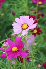 Obraz premium Beautiful cosmos colorful flowers in the garden