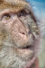 Close-up of the face of a monkey from Gribraltar
