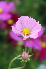 Obraz premium Beautiful cosmos colorful flowers in the garden