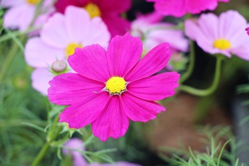 Beautiful cosmos colorful flowers in the garden