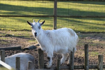 Obraz premium Chèvre